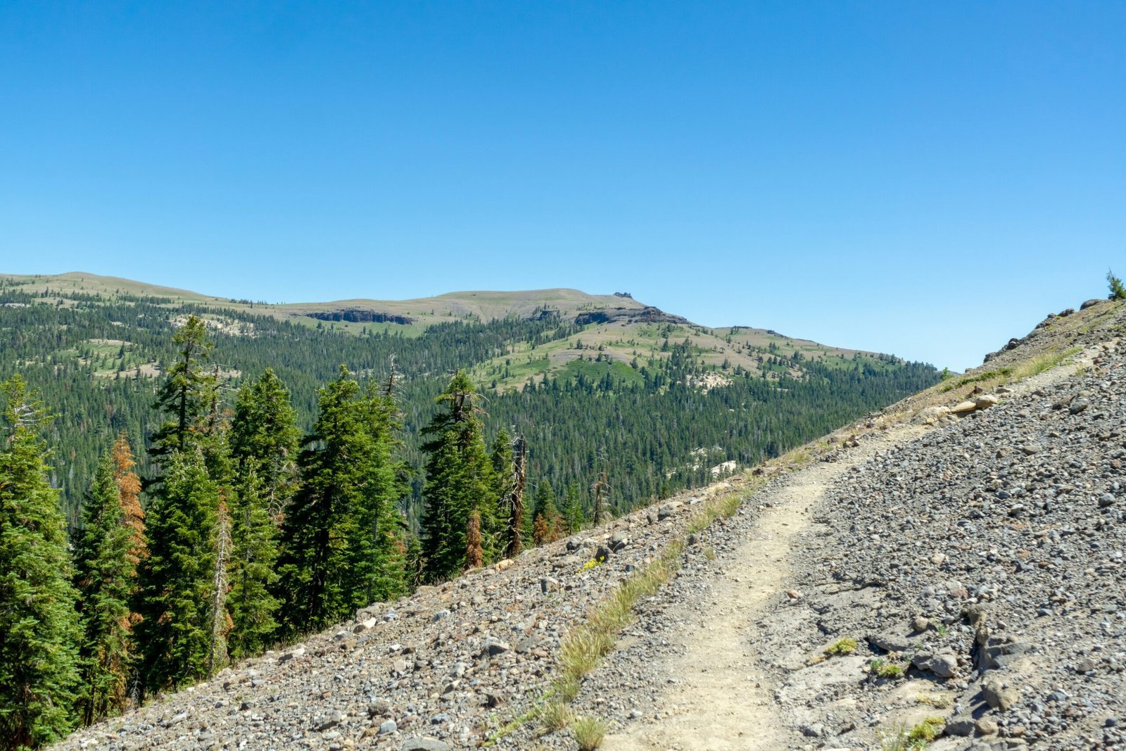 a dirt road in a forest